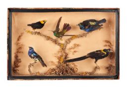 TWO 19TH CENTURY DISPLAY CASES OF VARIOUS TAXIDERMY BIRDS