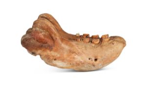 A FOSSILISED WALRUS (ODOBENUS ROSMARUS) JAW, PLEISTOCENE, 20,000 YEARS OLD