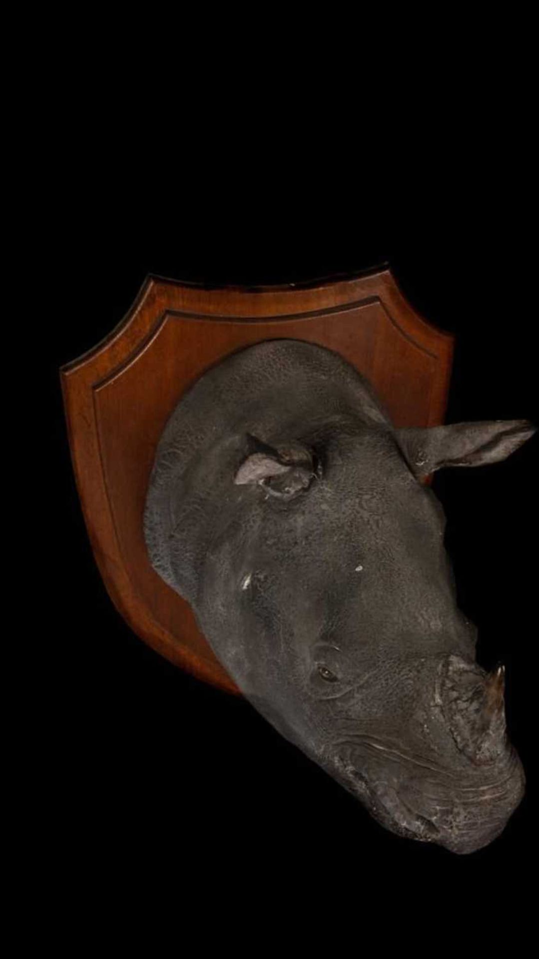 AN AUTHENTIC ROWLAND WARD TAXIDERMY RHINOCEROS HEAD, 1901 - Image 27 of 30