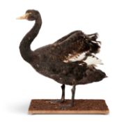 A TAXIDERMY BLACK SWAN