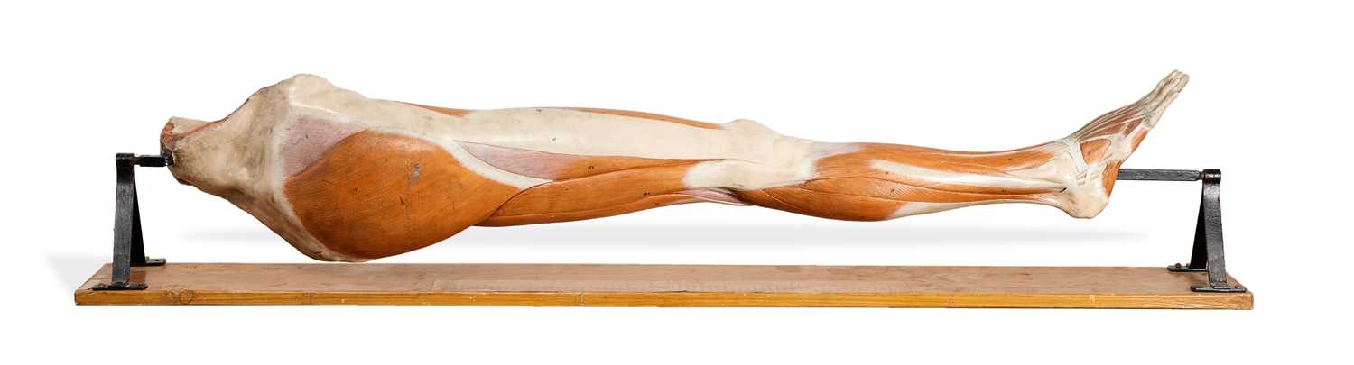 A LATE 19TH / EARLY 20TH CENTURY GERMAN PAINTED WOOD ANATOMICAL MODEL OF THE LEG