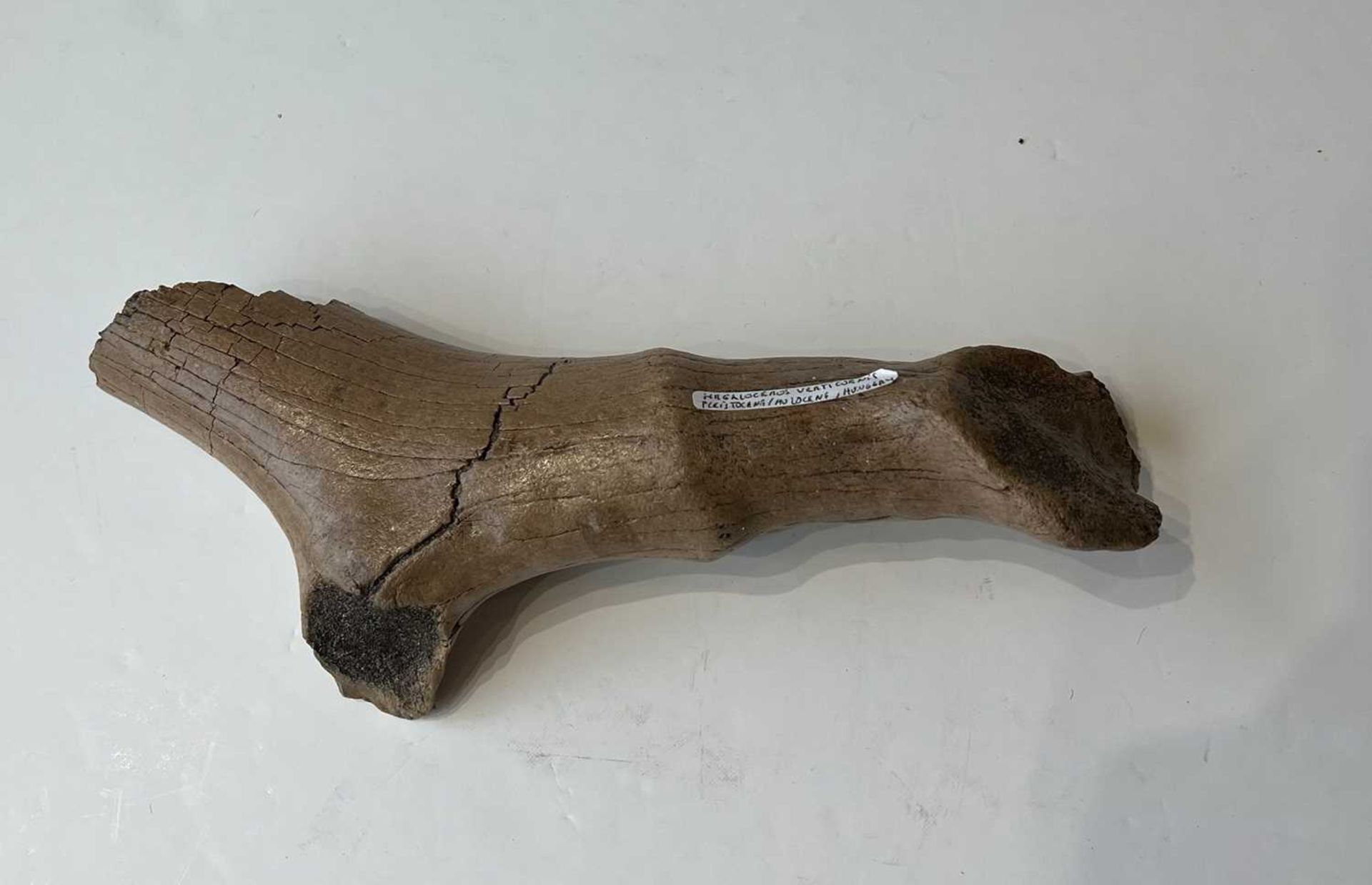 A FOSSILISED EXTINCT ‘PRAEMEGACEROS VERTICORNIS’ DEER ANTLER SECTION - Bild 2 aus 3