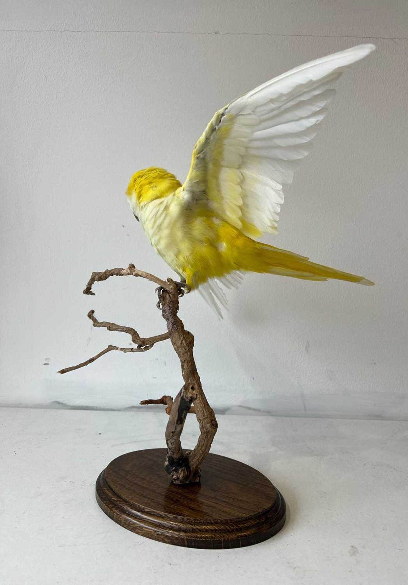 TAXIDERMY: A LUTINO QUAKER PARROT IN FLIGHT - Bild 3 aus 4