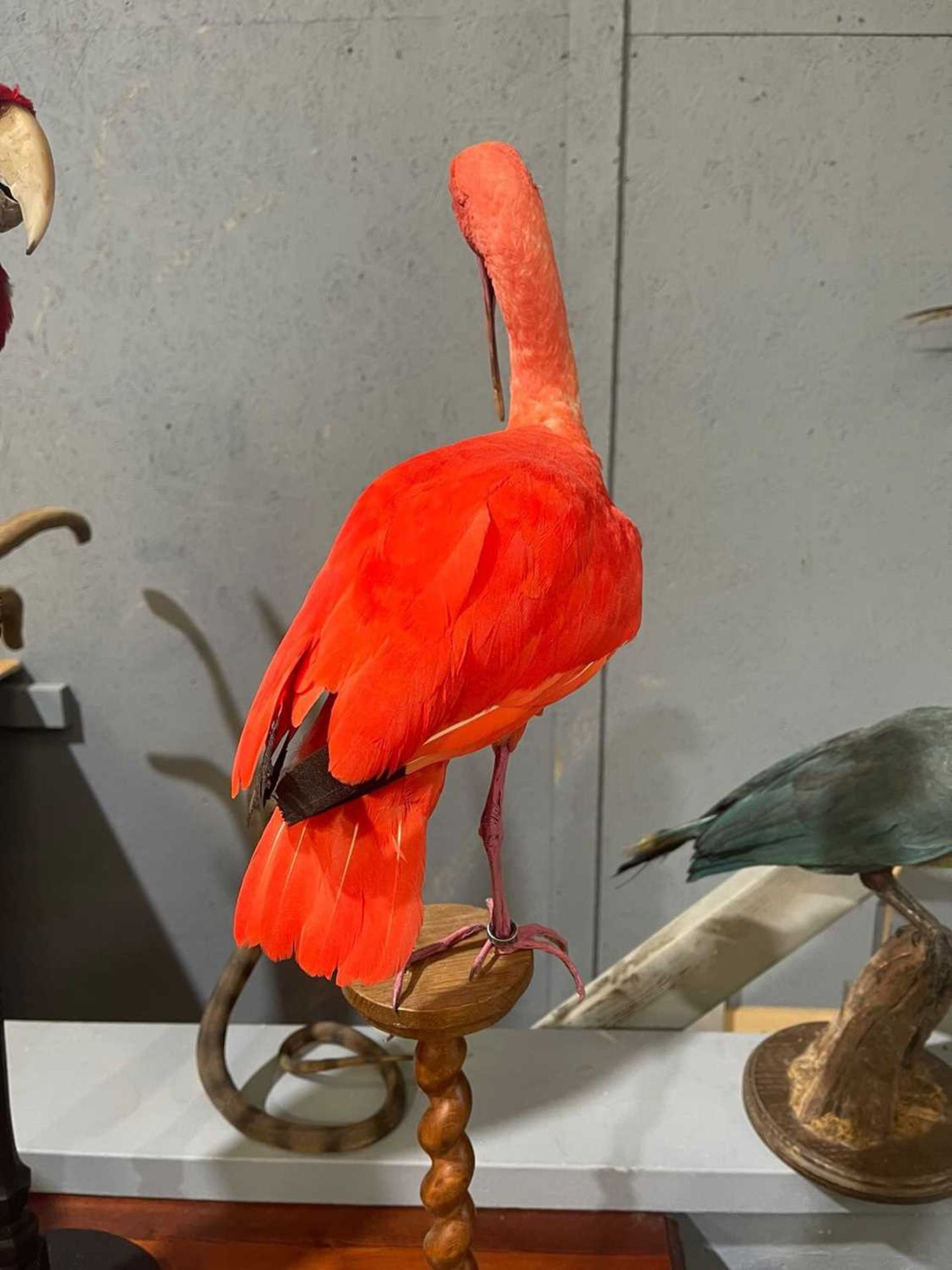 A TAXIDERMY SCARLET IBIS BY SIMON 'THE STUFFA' WILSON (EUDOCIMUS RUBER) - Image 4 of 6