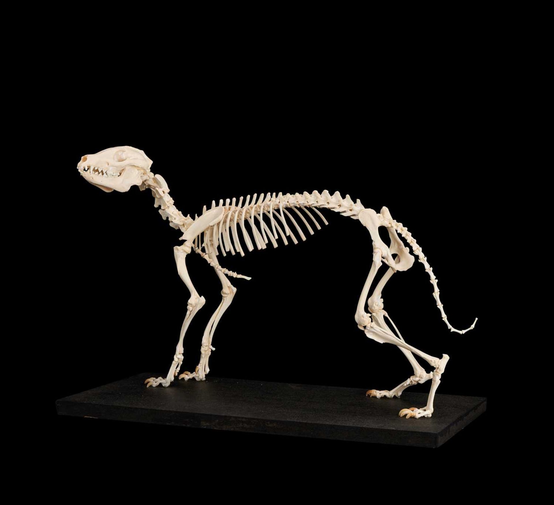 A TANUKI (JAPANESE RACOON DOG) SKELETON