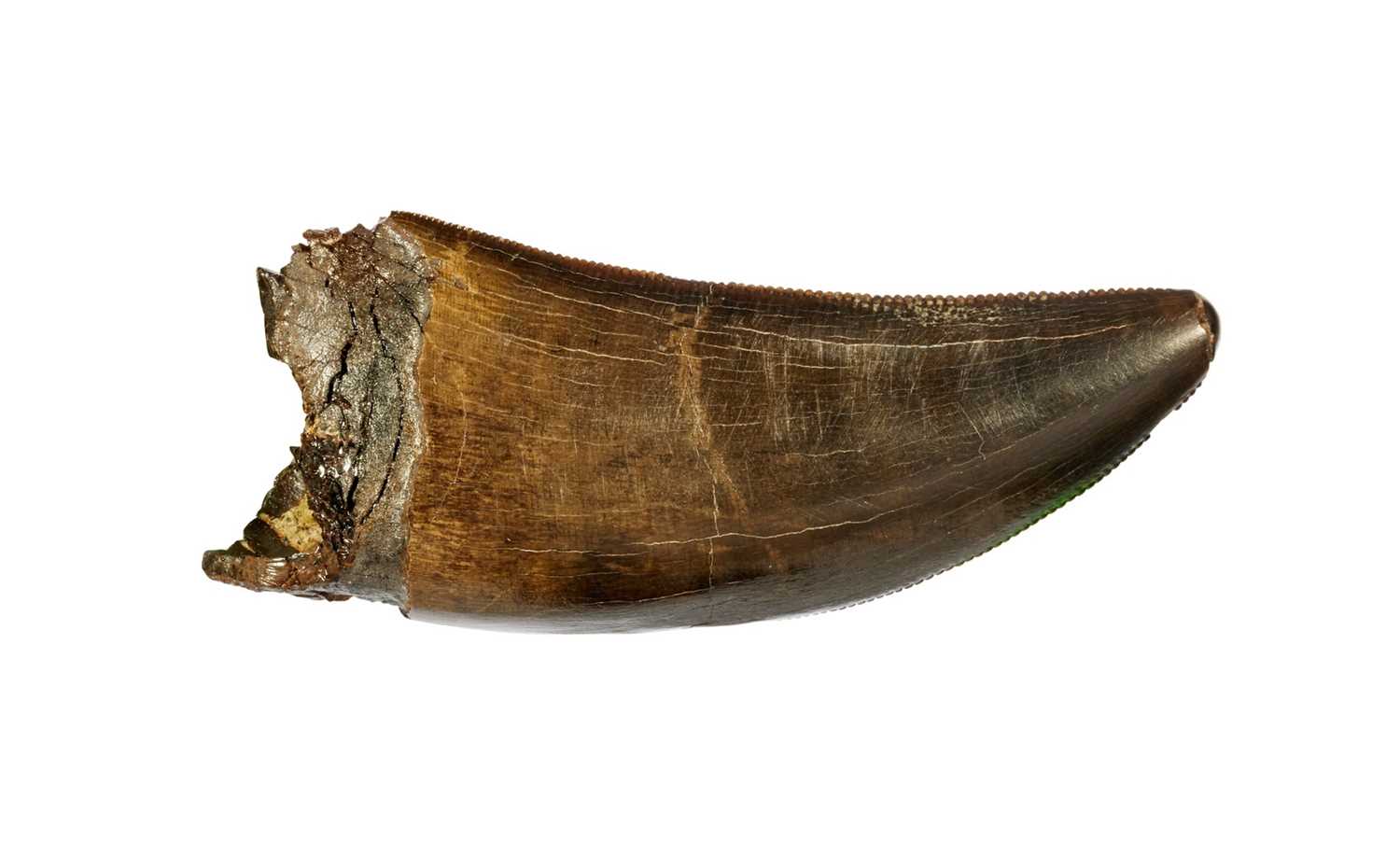 T. REX TOOTH: AN EXCEPTIONAL AND RARE ‘TYRANNOSAURUS REX’ DINOSAUR TOOTH FOSSIL SPECIMEN