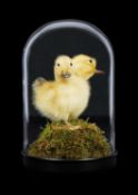 TAXIDERMY: A FREAK ‘TWO HEADED DUCKLING’ GAFF IN GLASS DOME