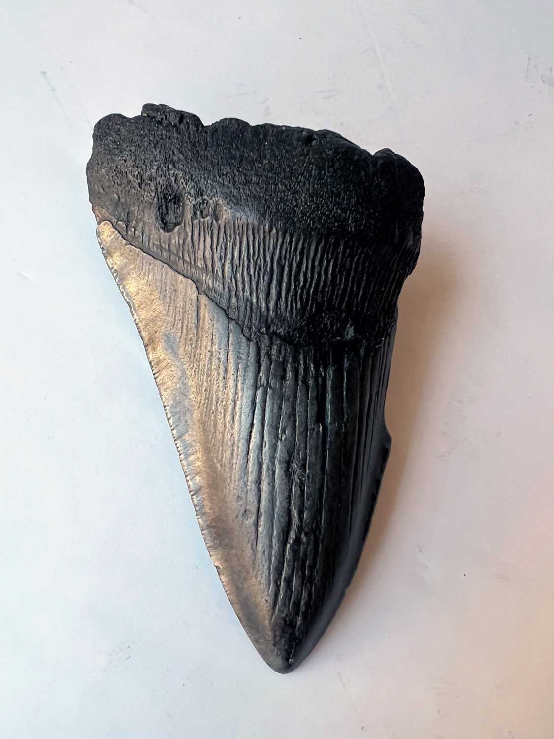 AN EXTINCT ‘MEGALODON’ SHARK TOOTH, MIOCENE-PLIOCENE (3.6 TO 23 MILLTION YEARS OLD) - Image 3 of 7