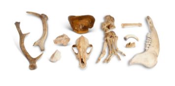 A COLLECTION OF BONES AND SKULLS