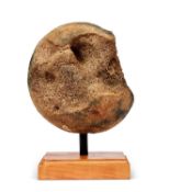AN EXTINCT WOOLLY MAMMOTH (MAMMUTHUS PRIMIGENIUS) FEMUR HEAD BONE, PLEISTOCENE, 100,000 YEARS OLD