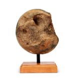 AN EXTINCT WOOLLY MAMMOTH (MAMMUTHUS PRIMIGENIUS) FEMUR HEAD BONE, PLEISTOCENE, 100,000 YEARS OLD