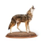 A TAXIDERMY FULL MOUNT COYOTE (CANIS LATRANS)