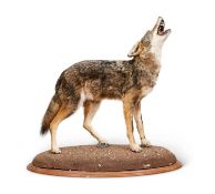 A TAXIDERMY FULL MOUNT COYOTE (CANIS LATRANS)
