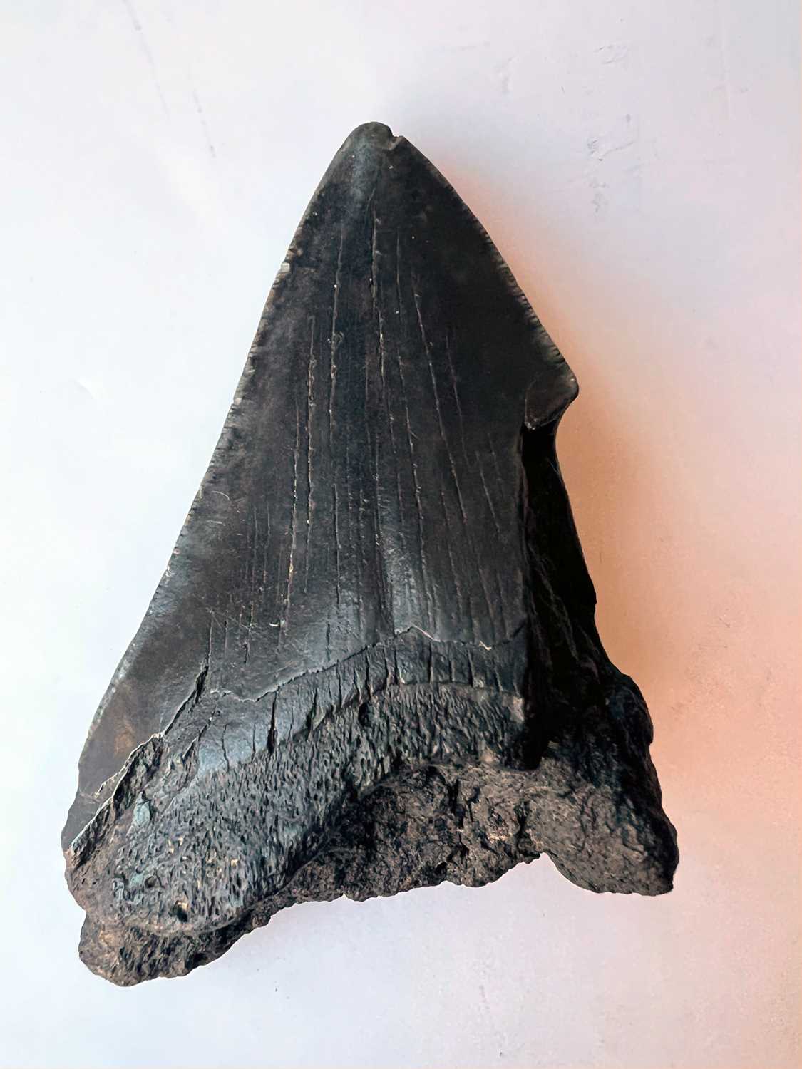 AN EXTINCT ‘MEGALODON’ SHARK TOOTH, MIOCENE-PLIOCENE (3.6 TO 23 MILLTION YEARS OLD) - Image 5 of 7