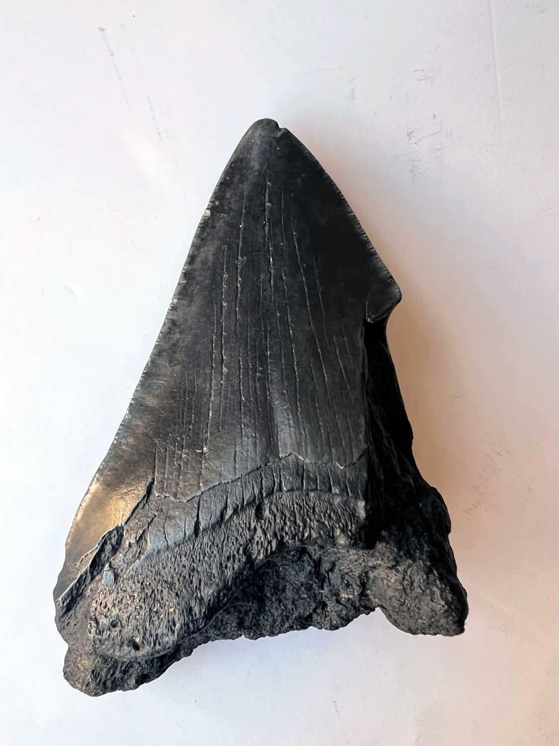 AN EXTINCT ‘MEGALODON’ SHARK TOOTH, MIOCENE-PLIOCENE (3.6 TO 23 MILLTION YEARS OLD) - Image 6 of 7