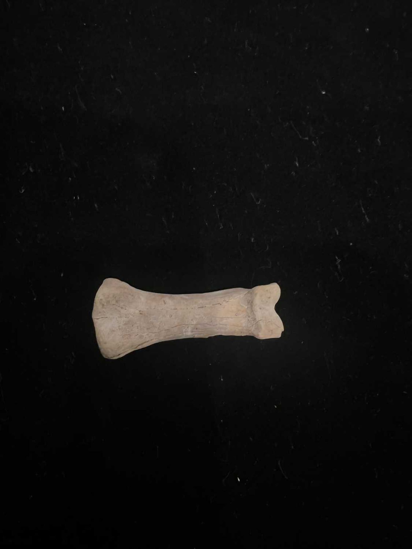 AN EXCEPTIONALLY RARE DODO BONE, MAURITIUS, BEFORE 1690 - Image 3 of 4