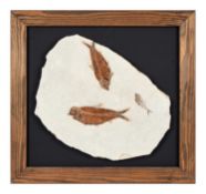 THREE FOSSILISED FISH WITHIN A PLAQUE