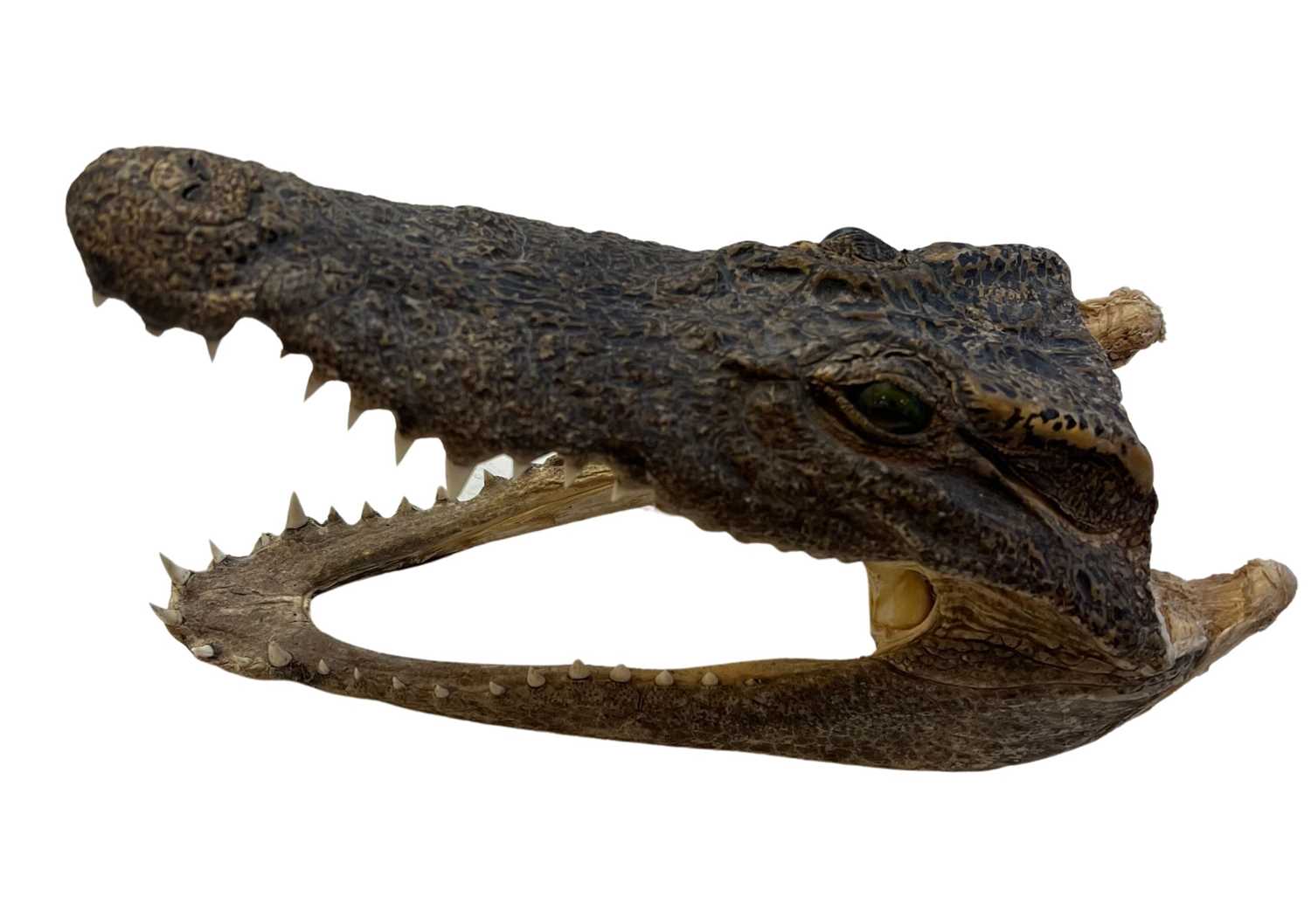 AN ANTIQUE TAXIDERMY CROCODILE HEAD