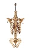 A HUMAN SKELETAL TORSO ASSEMBLED BY ADAM ROUILLY & CO