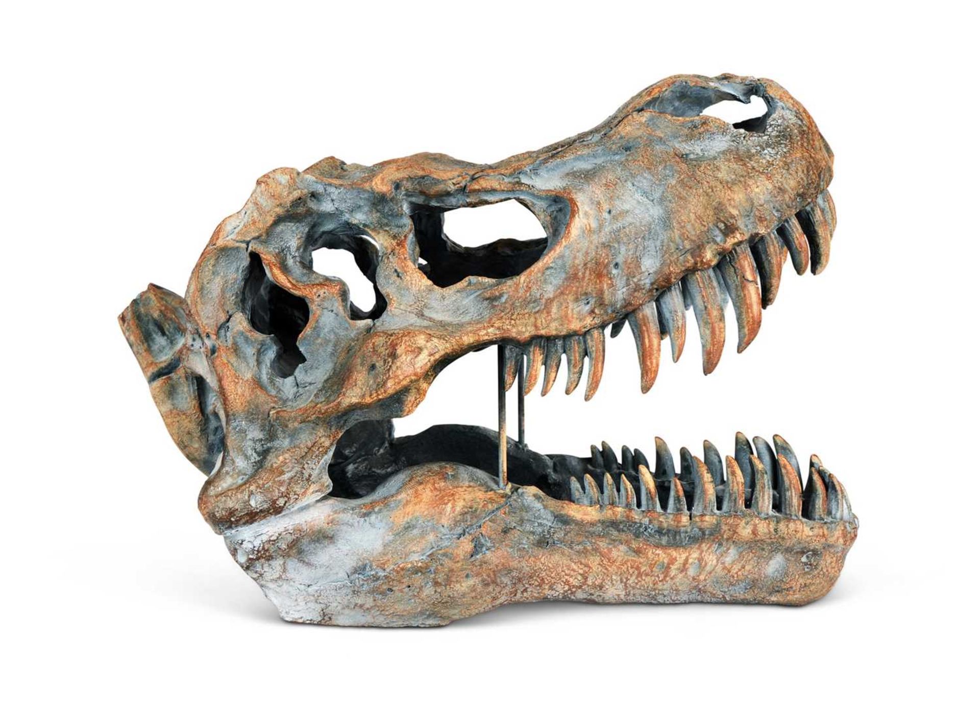 A ‘TYRANNOSAURUS REX’ ‘T-REX’ DINOSAUR SKULL MODEL - Image 2 of 2