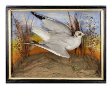 A 19TH CENTURY CASED TAXIDERMY SEAGULL BY H.T. BULL