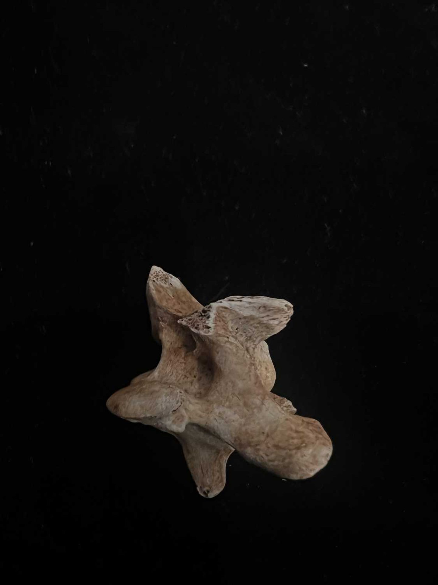 AN EXCEPTIONALLY RARE DODO VERTEBRA BONE, MAURITIUS, BEFORE 1690 - Bild 2 aus 5