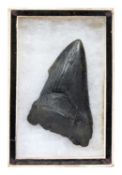 AN EXTINCT ‘MEGALODON’ SHARK TOOTH, MIOCENE-PLIOCENE (3.6 TO 23 MILLTION YEARS OLD)