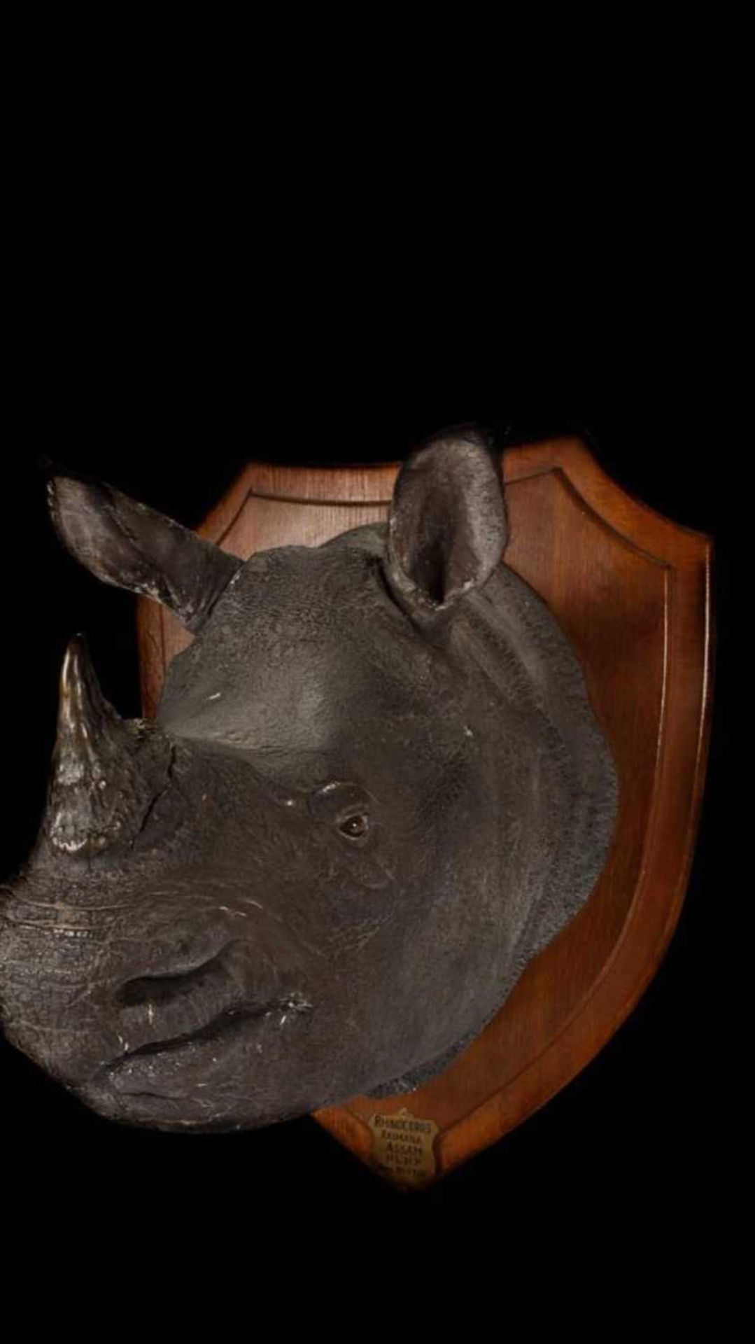 AN AUTHENTIC ROWLAND WARD TAXIDERMY RHINOCEROS HEAD, 1901 - Image 8 of 30