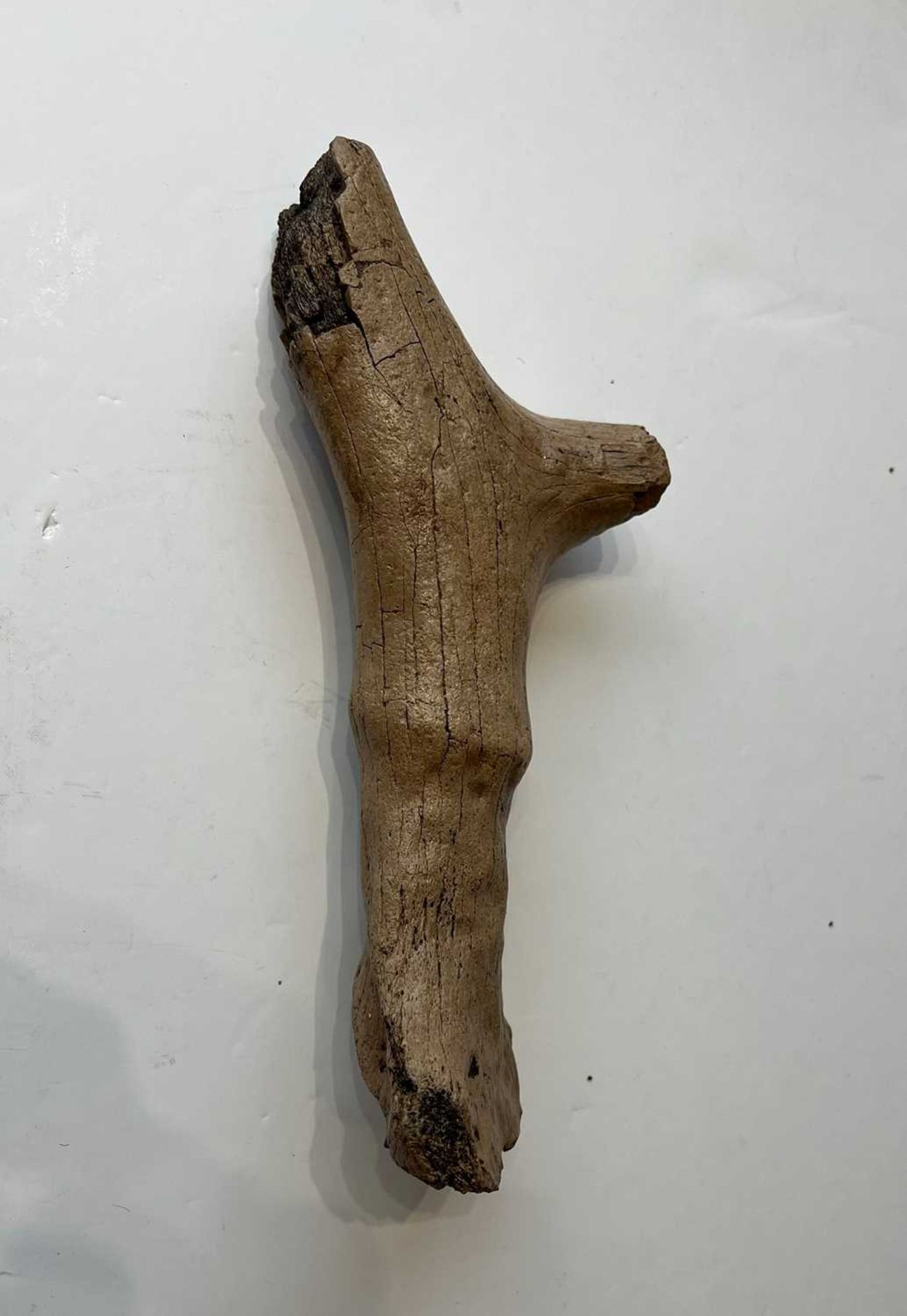 A FOSSILISED EXTINCT ‘PRAEMEGACEROS VERTICORNIS’ DEER ANTLER SECTION - Bild 3 aus 3