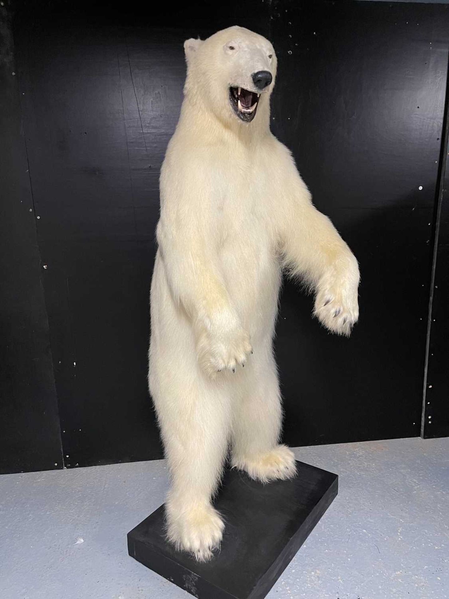 A TAXIDERMY POLAR BEAR (URSUS MARITIMUS) BY SIMON 'THE STUFFA' WILSON - Image 9 of 16