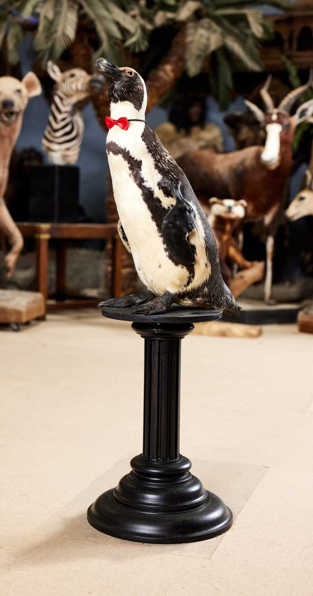 A TAXIDERMY AFRICAN PENGUIN BY SIMON 'THE STUFFA' WILSON