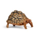 A TAXIDERMY LEOPARD TORTOISE (STIGMOCHELYS PARDALIS)