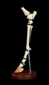 TAXIDERMY / OSTEOLOGY: A BEAUCHENE EXPLODED PONY LEG