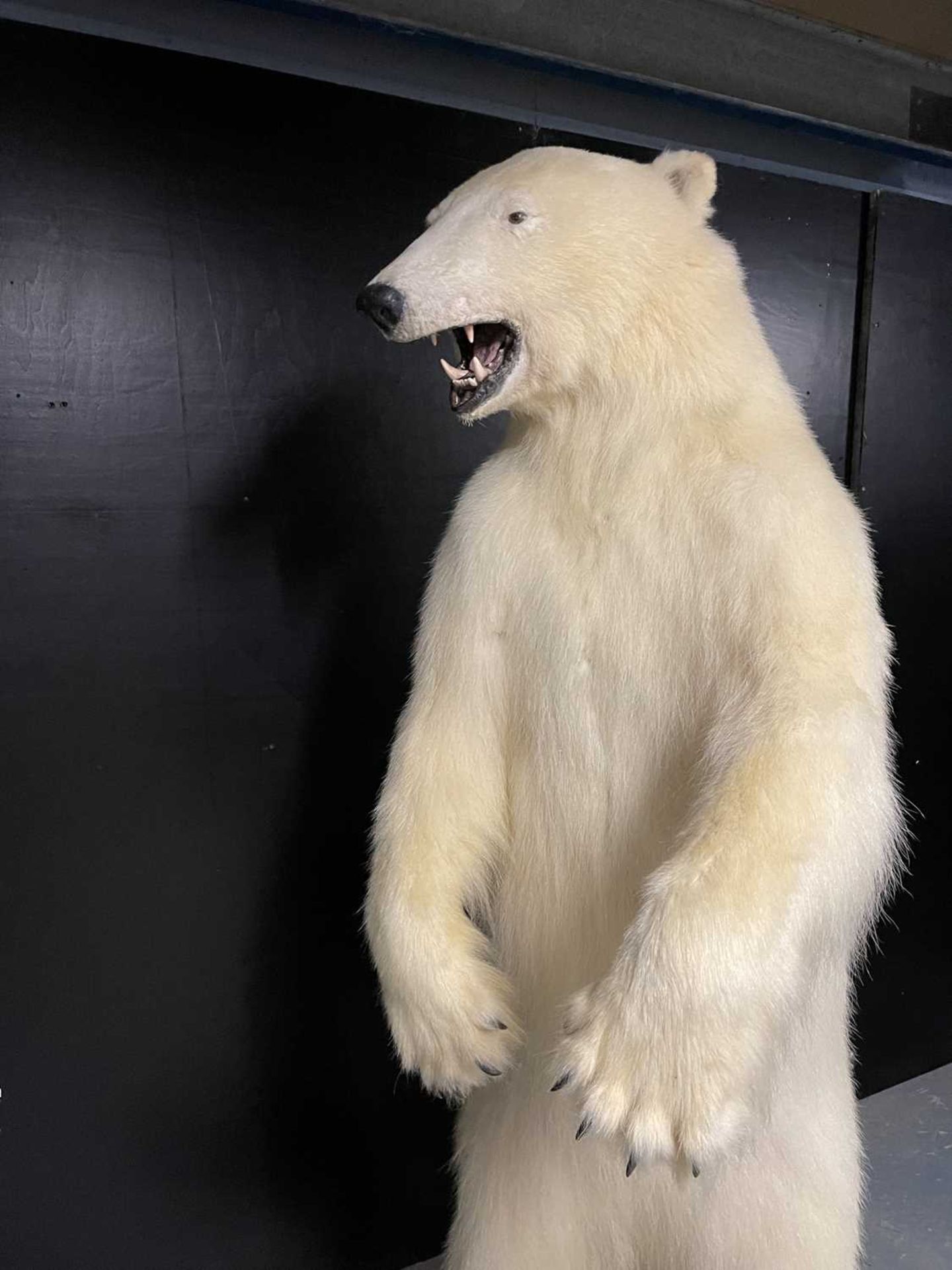 A TAXIDERMY POLAR BEAR (URSUS MARITIMUS) BY SIMON 'THE STUFFA' WILSON - Image 6 of 16