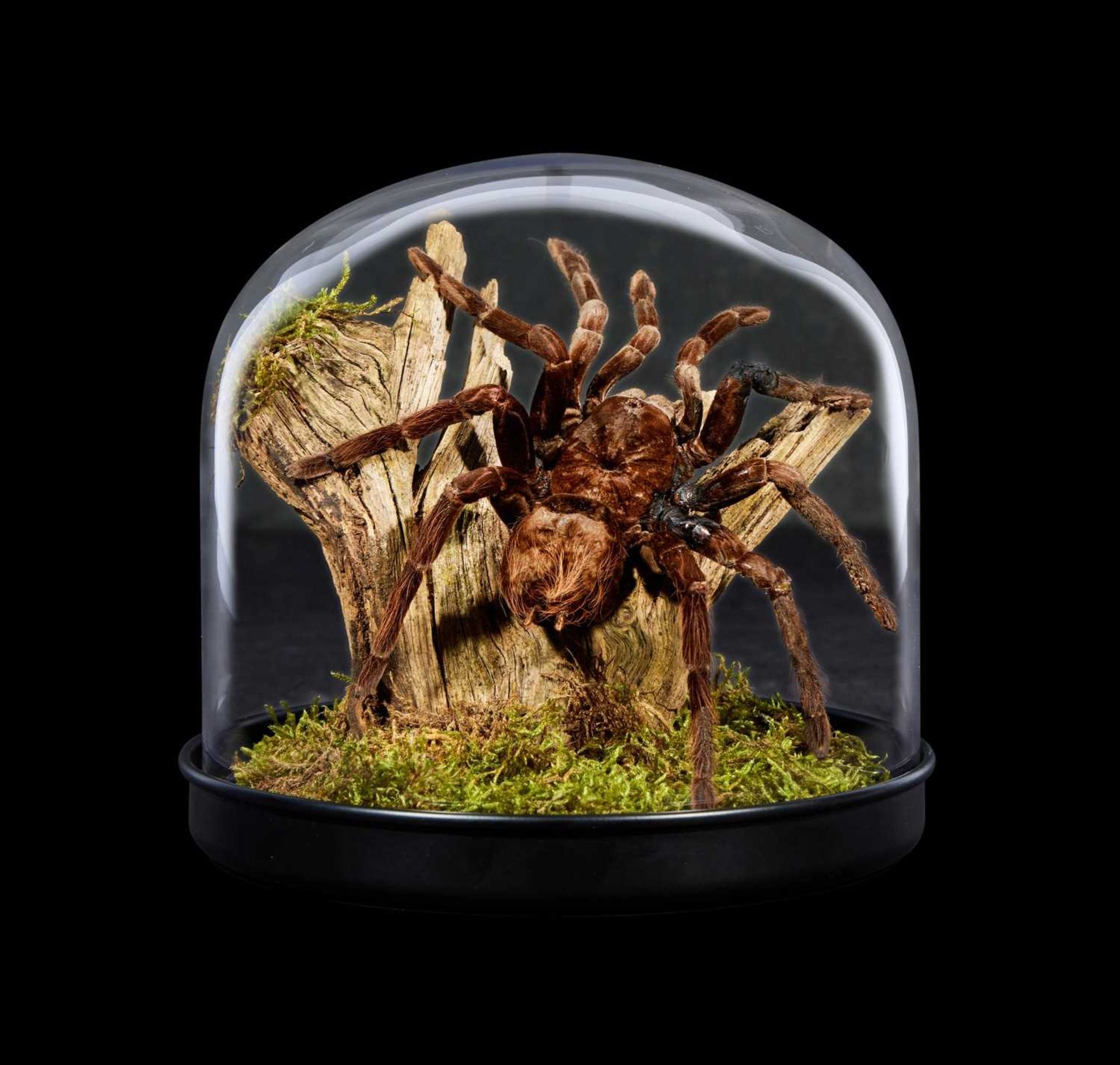 TAXIDERMY: GIANT BLACK TARANTULA IN GLASS DOME