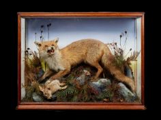 A 19TH CENTURY TAXIDERMY FOX DISPLAY BY HUTCHINSON OF DERBY