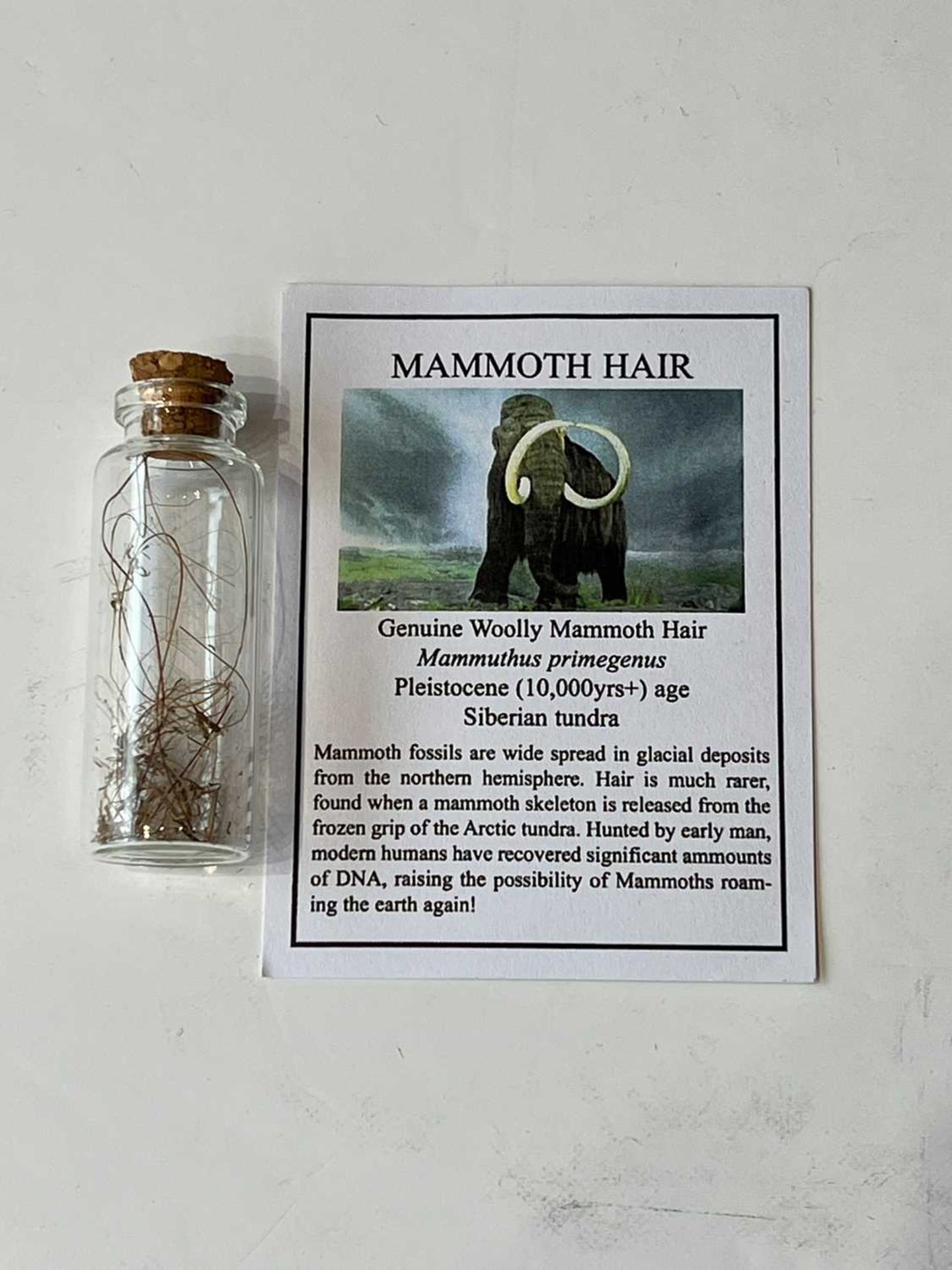 A JAR OF EXTINCT WOOLLY MAMMOTH (MAMMUTHUS PRIMIGENIUS) HAIR, PLEISTOCENE, 10,000 YEARS OLD - Image 2 of 2