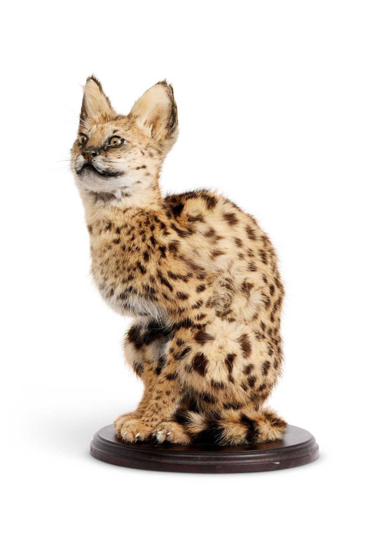 A TAXIDERMY SERVAL KITTEN (LEPTAILURUS SERVAL) - Image 2 of 2