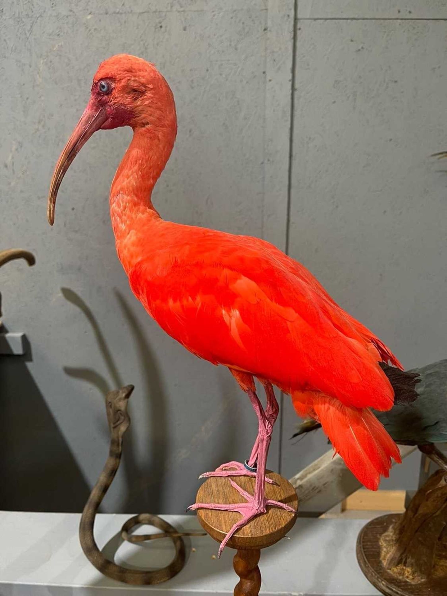 A TAXIDERMY SCARLET IBIS BY SIMON 'THE STUFFA' WILSON (EUDOCIMUS RUBER) - Image 2 of 6