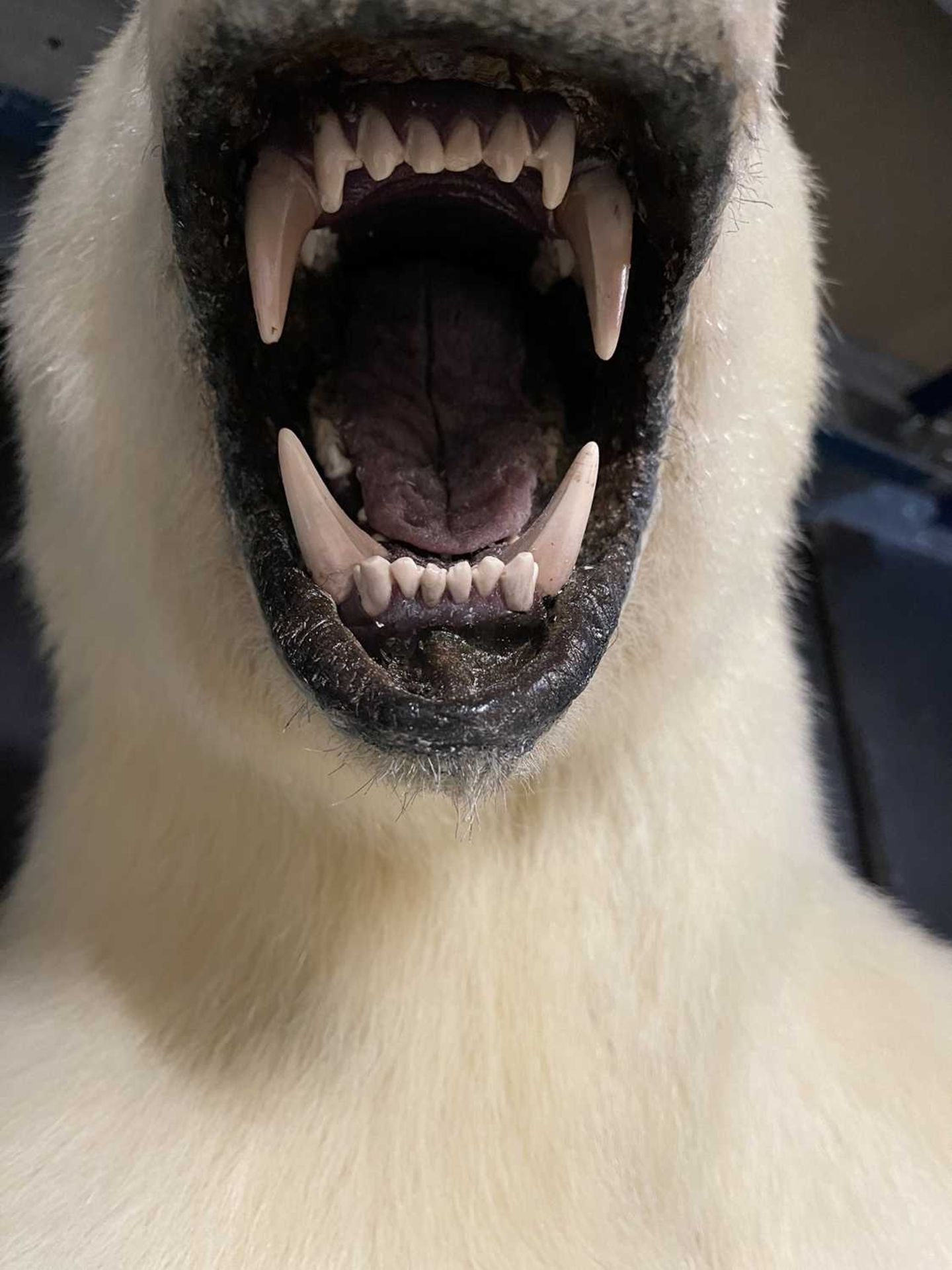 A TAXIDERMY POLAR BEAR (URSUS MARITIMUS) BY SIMON 'THE STUFFA' WILSON - Image 11 of 16