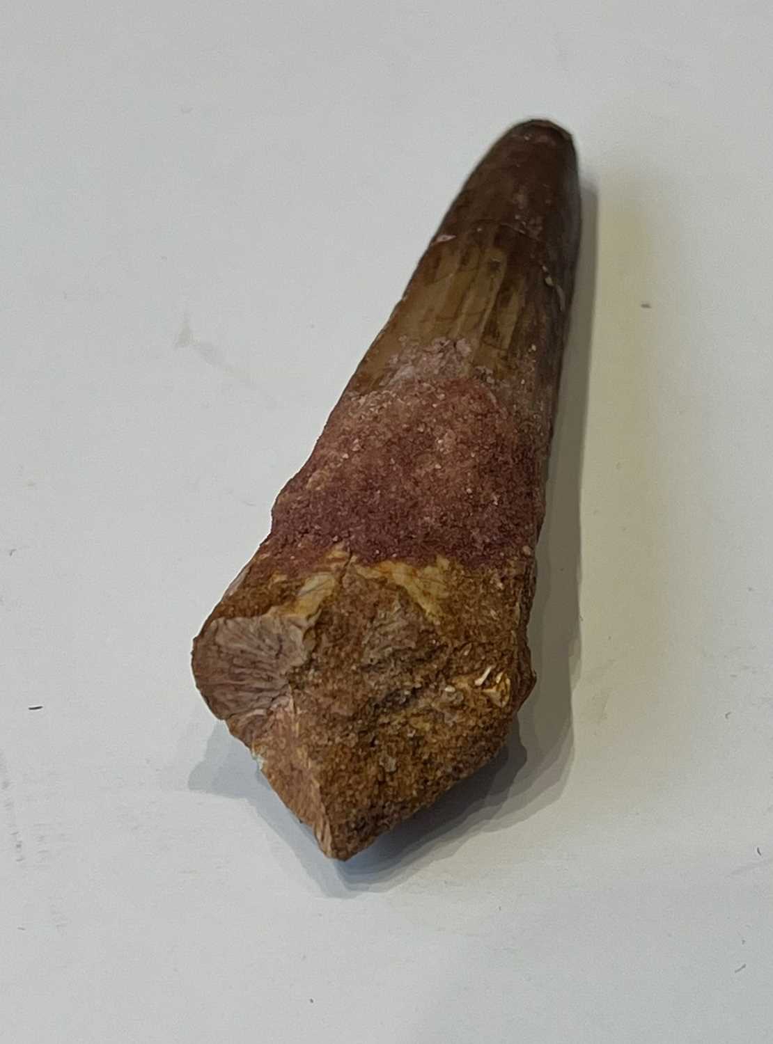 AN EXTINCT ‘SPINOSAURUS’ DINOSAUR TOOTH, LATE CRETACEOUS, 100 MILLION YEARS OLD - Image 4 of 5