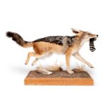 A TAXIDERMY FULL MOUNT JACKAL (CANIS AUREUS)