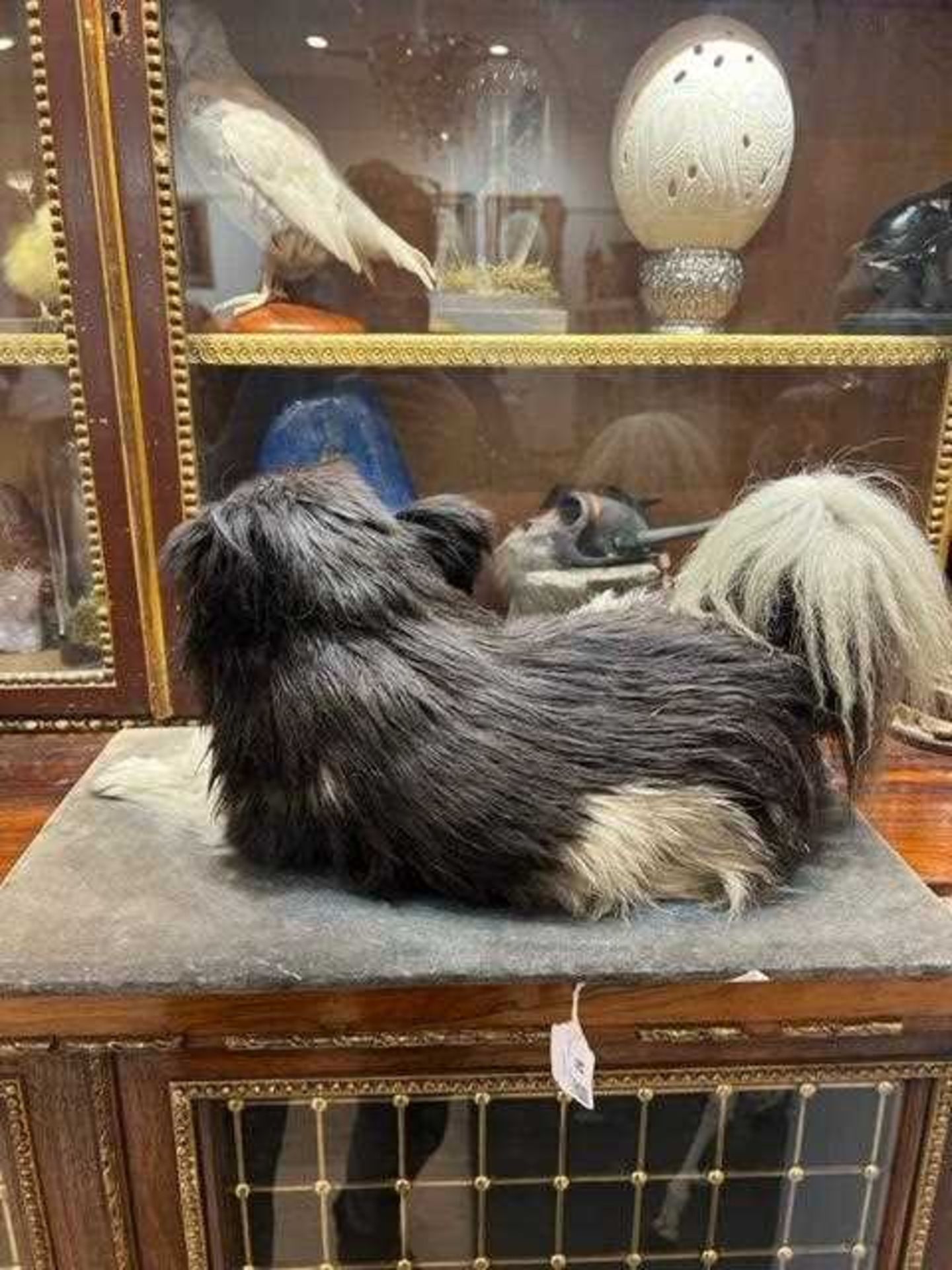 A VICTORIAN TAXIDERMY POMERANIAN DOG BY E.F. SPICER - Image 3 of 9