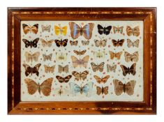 A LARGE EARLY 20TH CENTURY DISPLAY OF BUTTERFLIES