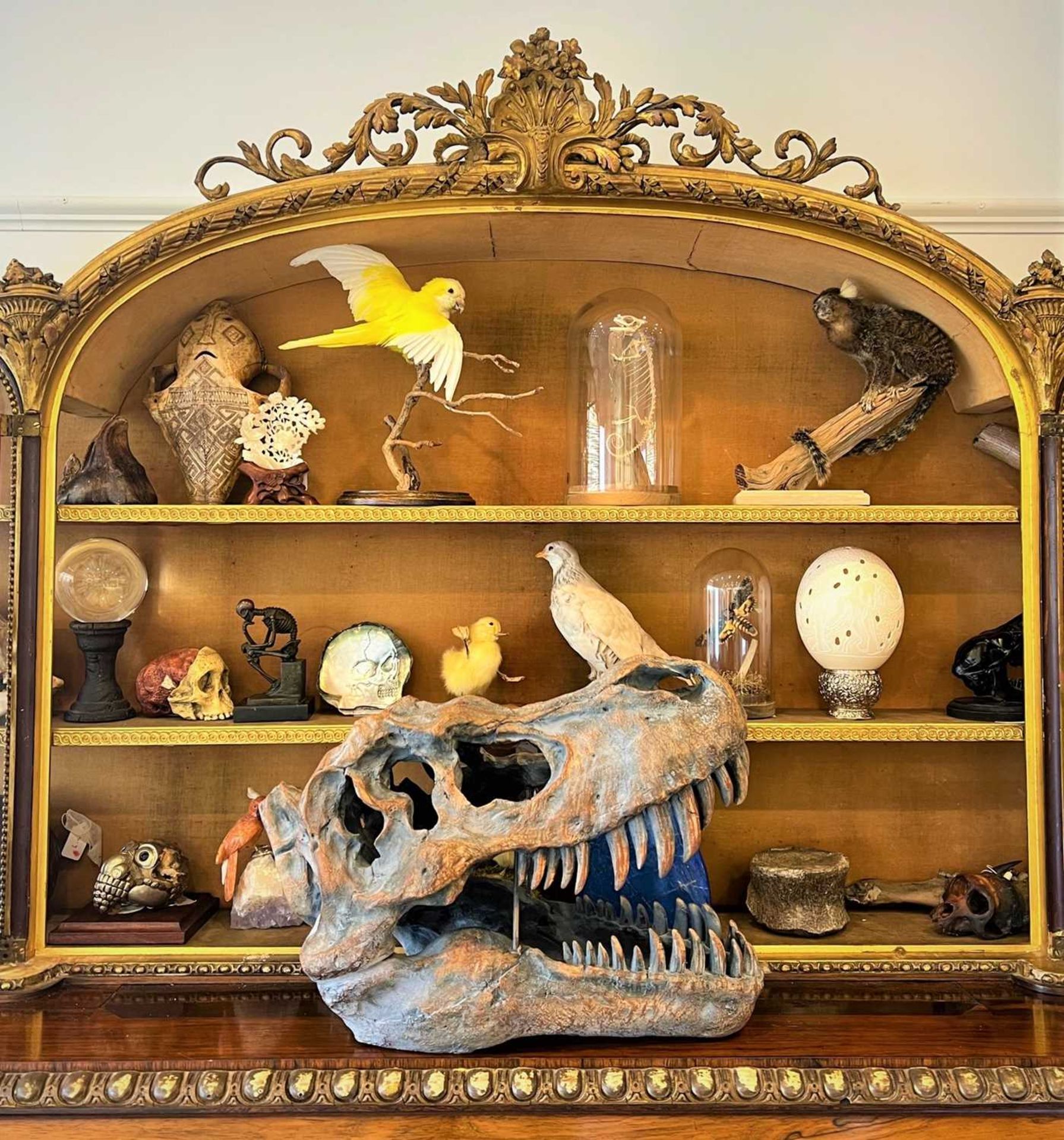 A ‘TYRANNOSAURUS REX’ ‘T-REX’ DINOSAUR SKULL MODEL