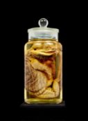 TAXIDERMY WET SPECIMEN OF A BEARDED DRAGON