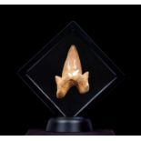 FOSSIL: OTODUS SHARK TOOTH, 55 MILLION YEARS OLD