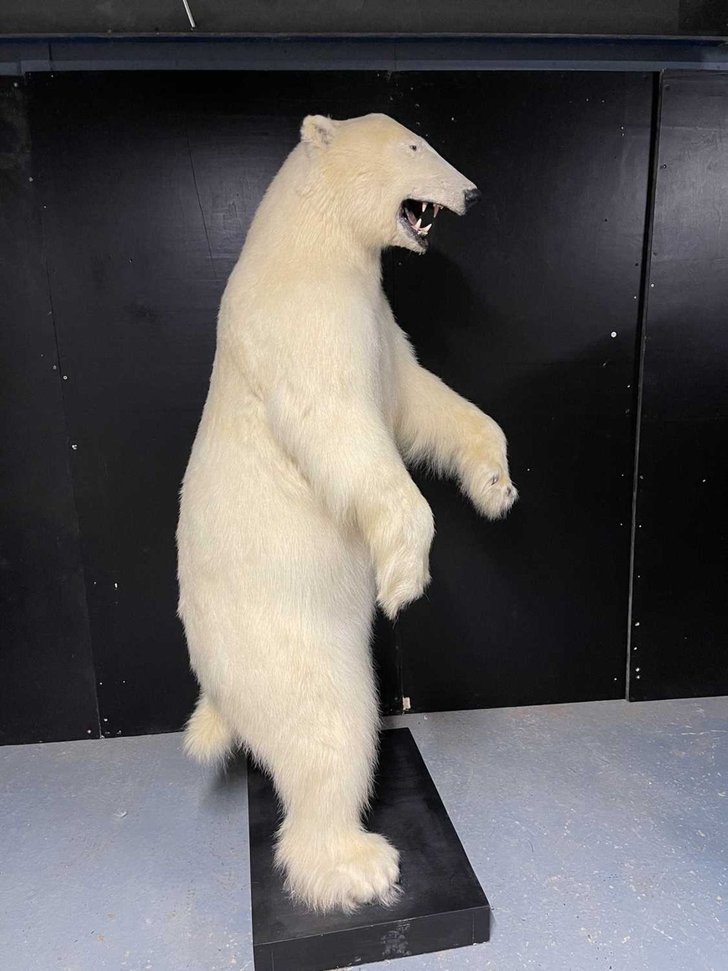 A TAXIDERMY POLAR BEAR (URSUS MARITIMUS) BY SIMON 'THE STUFFA' WILSON - Image 7 of 16