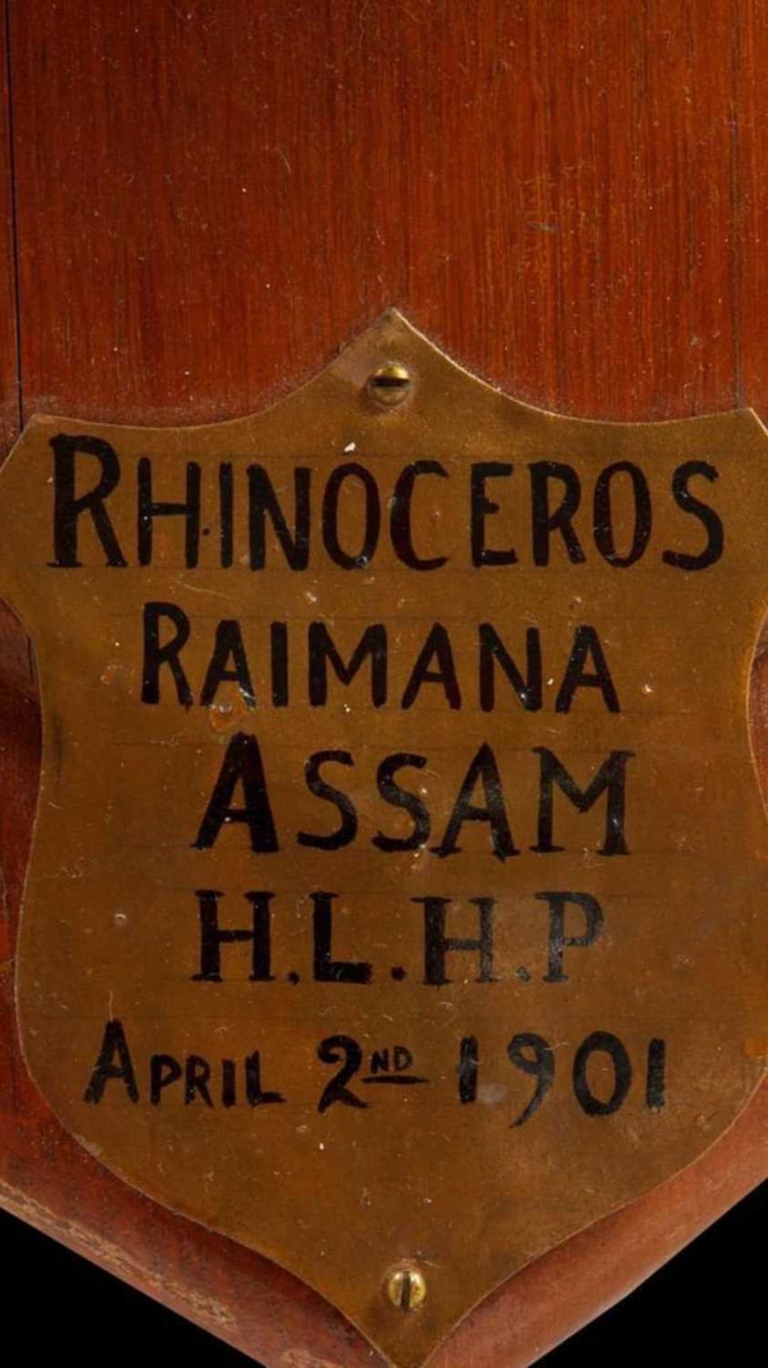 AN AUTHENTIC ROWLAND WARD TAXIDERMY RHINOCEROS HEAD, 1901 - Image 9 of 30