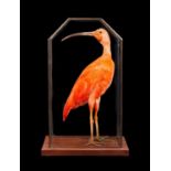 A TAXIDERMY SCARLET IBIS IN LEADED GLASS CASE (EUDOCIMUS RUBER)